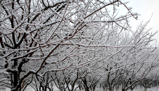 察布查爾錫伯自治縣初雪后的一夜間，整個縣城一片銀裝素裹的美麗景象。