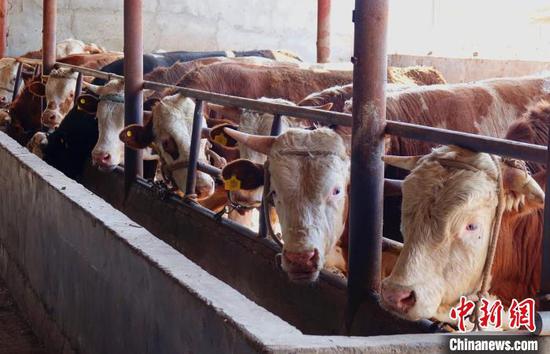 该镇村民养殖的西门塔尔等优良品种奶牛，市场价约4万元。　贾丽丽 摄