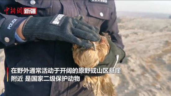 英吉沙县成功救治放归国家二级保护动物红隼