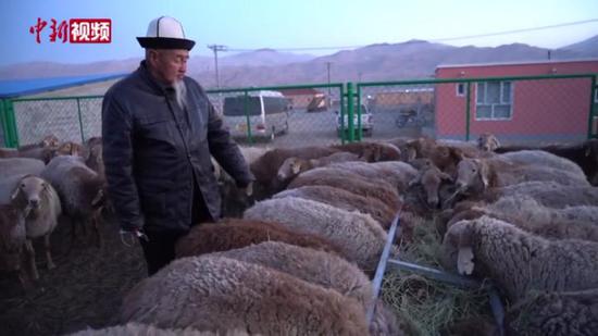 多胎羊提升南疆畜牧業“含金量”