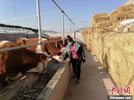 团结村将把畜牧养殖做为主导产业之一，动员农民扩大养牛规模。　朱景朝　摄