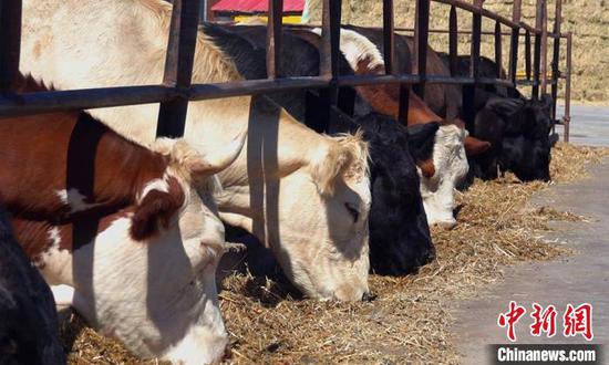 乃门莫敦镇提出“一人一牛”的发展农区畜牧业目标，推广成熟的养殖模式。　贾丽丽　摄