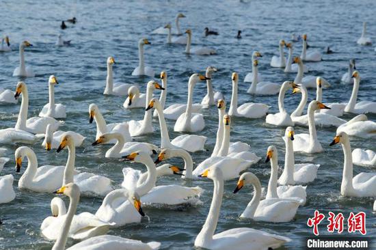 新疆孔雀河畔市民們“零距離”觀賞天鵝