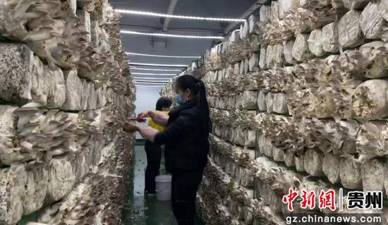 贵州望谟：“龙头”企业助力食用菌产业发展
