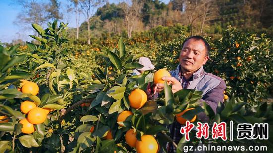 贵州务川：柑橘飘香引客来