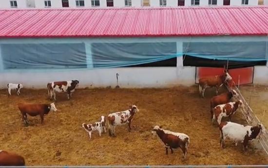 新疆焉耆：圈舍暖飼料足 牛羊越冬有保障
