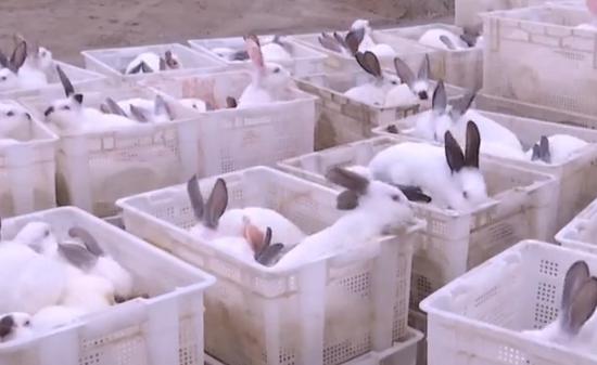 新疆焉耆：1萬只商品兔銷往成都