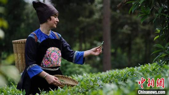 图为奥琳娜身着少数民族服饰在茶园采茶。　受访者供图
