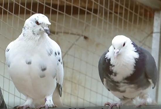 新疆焉耆：直播賣鴿促增收
