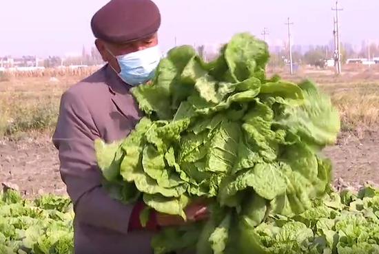 新疆焉耆：2700畝大白菜獲豐收
