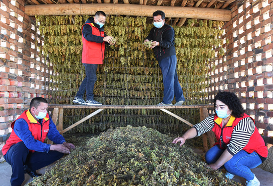 李小敏（左上）帶領“訪惠聚”共產黨員服務隊在晾房幫助農戶采收葡萄干。徐自鵬 攝