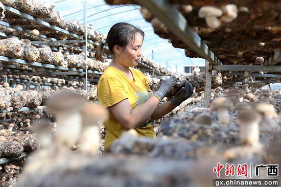 上林县塘红乡食用菌车间喜获丰收。 何光民 摄