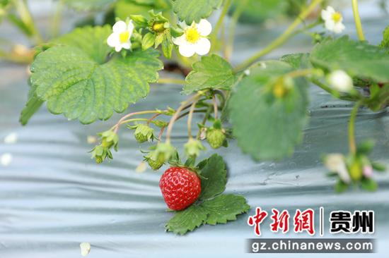 ”希望农庄“草莓园的草莓成熟挂果。 杨家孟 摄