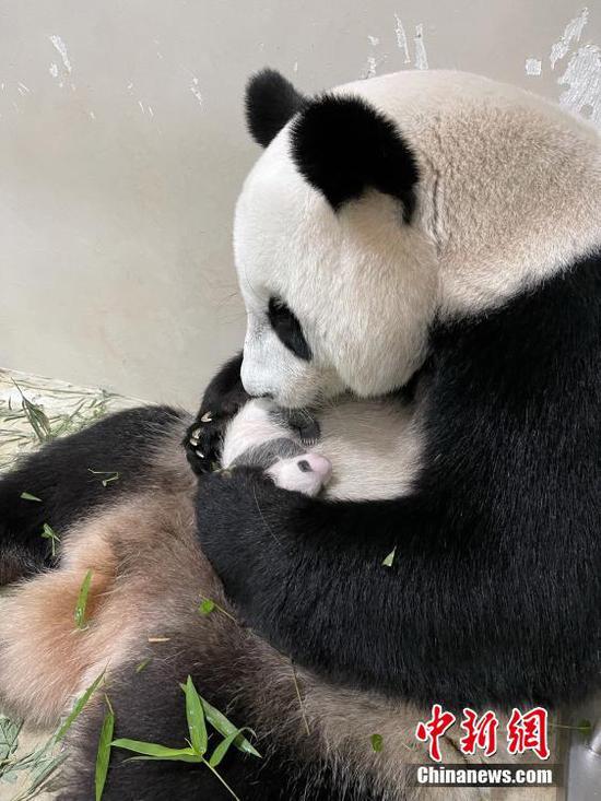 图为当地时间2021年9月5日，新加坡，中国旅居新加坡的大熊猫“嘉嘉”和它的幼崽。 图片来源：ICphoto