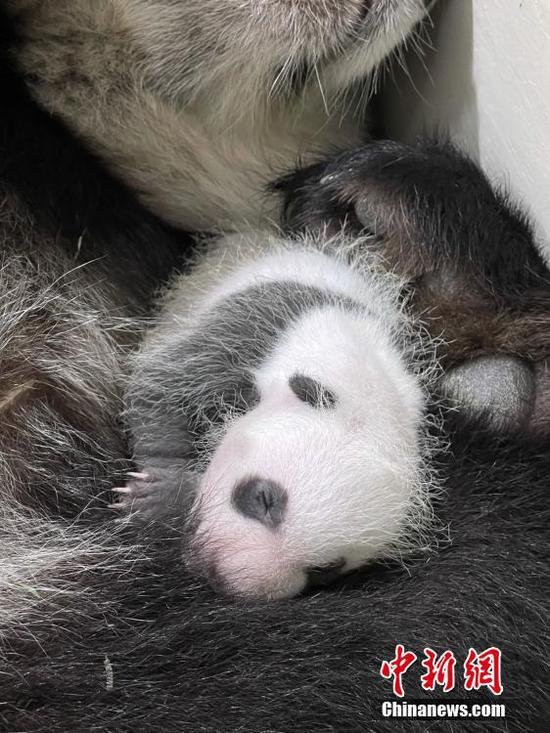 中国旅居新加坡的大熊猫“凯凯”和“嘉嘉”生下的熊猫宝宝的名字于2021年12月29日揭晓，这只雄性大熊猫宝宝取名“叻叻”（Le Le），当天“叻叻”出生整138天，它也是在新加坡出生的第一只大熊猫。图为当地时间2021年9月8日，新加坡，中国旅居新加坡的大熊猫“凯凯”和“嘉嘉”生下的熊猫宝宝。 图片来源：ICphoto
