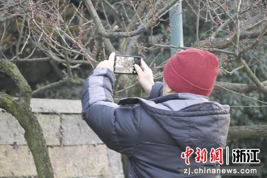 游客拿出手机拍梅花。 王题题供图