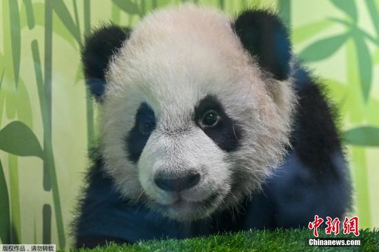 当地时间12月30日，在新加坡出生的首只大熊猫宝宝叻叻在河川生态园首次与公众见面。