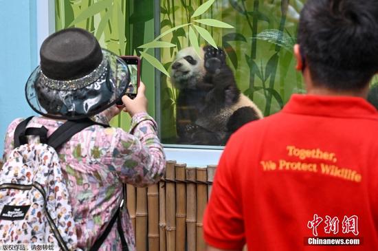 当地时间12月30日，在新加坡出生的首只大熊猫宝宝叻叻在河川生态园首次与公众见面。