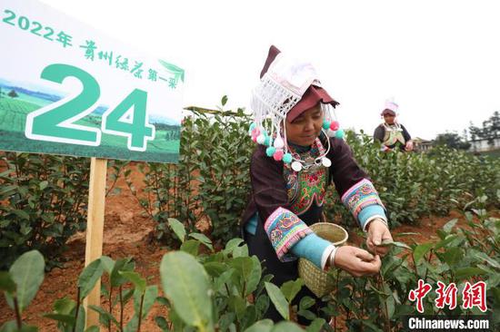 茶农在贵州“普安茶神谷”采摘茶叶。　瞿宏伦 摄