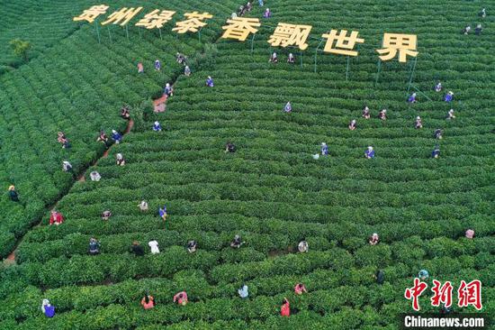 航拍2022年“贵州绿茶”第一采活动现场。　瞿宏伦 摄