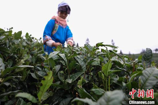 贵州“普安茶神谷”种植的茶叶。　瞿宏伦 摄