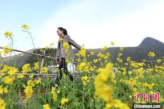 1月2日，游客在贵州兴义万峰林油菜花田内游览。　瞿宏伦 摄