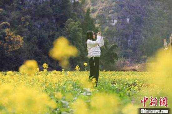 1月2日，游客在拍摄贵州兴义万峰林油菜花田。　瞿宏伦　摄
