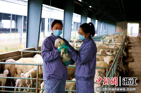 湖羊养殖基地 许旭 摄