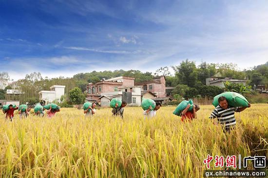 大坡镇夜村富硒稻喜获丰收。