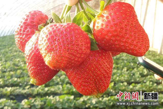 冬季草莓“抢鲜”上市