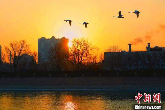 新年的第二天，越冬天鹅沐浴着霞辉飞翔在孔雀河上。　杨厚伟 摄