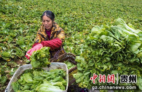 2022年1月5日，贵州省黔西市雨朵镇扯泥村，村民采收白菜苔供应市场。B62I0134