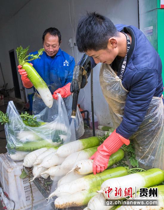 2022年1月5日，贵州省黔西市水西街道新潭社区，村民清洗刚采收的萝卜供应市场。