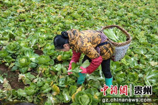 2022年1月5日，贵州省黔西市雨朵镇扯泥村，村民采收白菜苔供应市场。