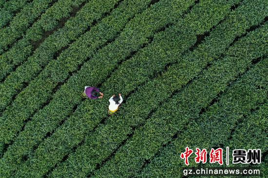 贵州茶产业。瞿宏伦 摄