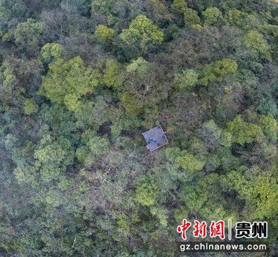 中国南方喀斯特森林生态系统茂兰大样地喀斯特森林顶极植物群落