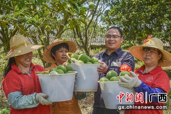 在石垌村橘红种植基地，驻村第一书记吴富华和贫困户采摘橘红。冯涛 摄