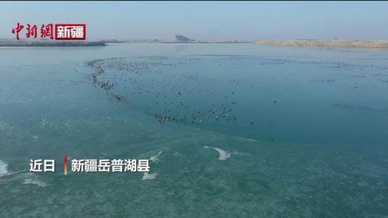 数万只水鸟在新疆岳普湖栖息