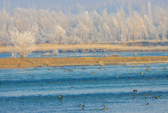 伊犁河变成了几百种鸟类停留、觅食、繁殖的“天然乐园”。