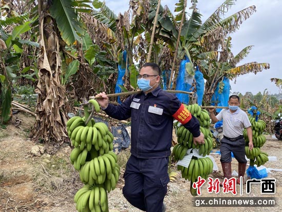 驻村第一书记吴富华当起“推销员”，帮助农户采摘、销售香蕉。黄龙辉 摄