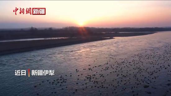 數萬只野鴨棲息新疆伊犁河