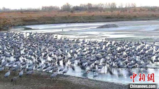 波光粼粼的车尔臣河面上鹤头攒动，十分热闹。　苏鑫 摄