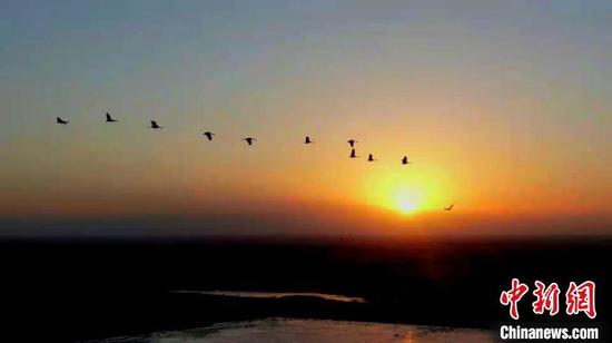 车尔臣河上，成群灰鹤或在水流中蹦跳啄食，或迎着朝阳振翅高飞。　苏鑫　摄