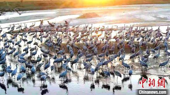 连日来，两千余只灰鹤“聚会”新疆车尔臣河，波光粼粼的河面上鹤头攒动，场面蔚为壮观。　苏鑫 摄
