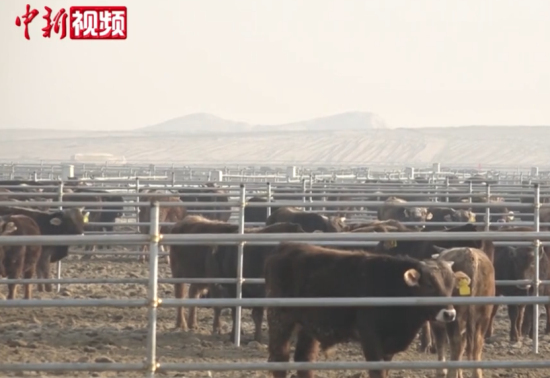 新疆南部9万亩荒漠建牛场 带动万余人就业
