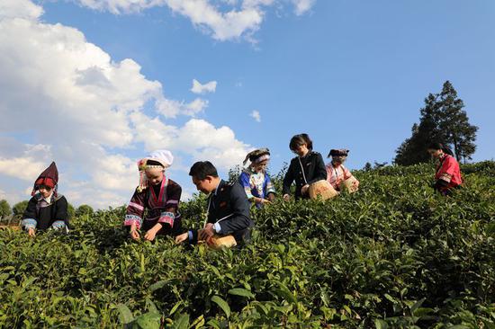 图为普安县税务局干部积极服务 “贵州绿茶”第一采活动，向茶农宣传惠农税收优惠政策，并同布依族群众采摘新年的第一茬绿茶。谢昌明 摄