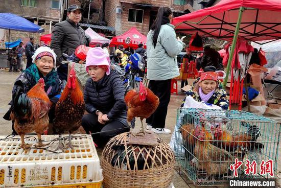苗族妇女在市集上准备销售自养的山鸡。　奉力 摄