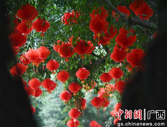 上思县城道路两旁树木挂满了喜庆的红灯笼。韦世仙 摄