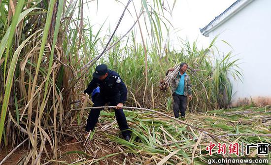 丰收季节民警刘欣帮助村民收割甘蔗。陈大鹏  供图