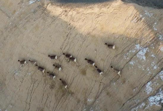 十余只北山羊现身新疆焉耆霍拉山